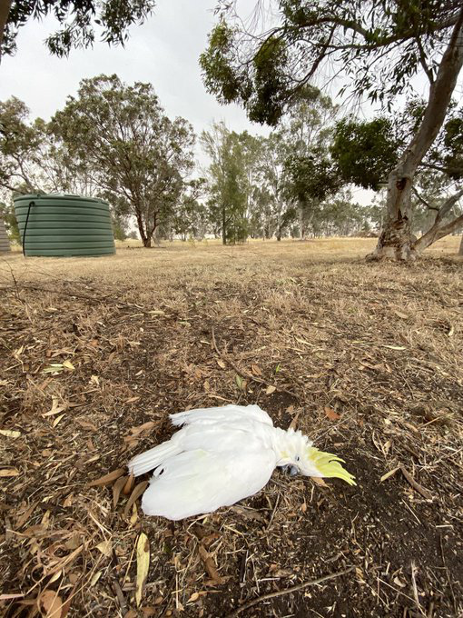 Cháy rừng ở Úc: Động vật hoang dã bỏ chạy về phố - Ảnh 3.