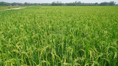 Cả một mùa xanh - Ảnh 1. Cả một mùa xanh - Ảnh 1.