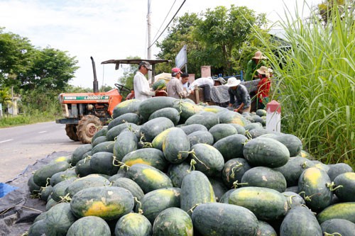 Trung Quốc kiểm soát gắt gao chất lượng dưa hấu Việt Nam khi nhập khẩu - Ảnh 1.