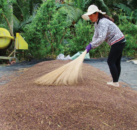 Lạ lùng với ruộng lúa tím, dùng nấm, la hán quả... phòng sâu bệnh - Ảnh 2.