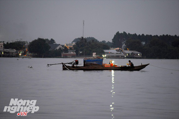 Sướng mắt theo ghe miền Tây săn tôm càng, cá bông lau - Ảnh 4.