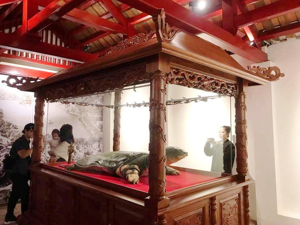 Tiêu bản cụ rùa hồ Gươm được đưa vào trưng bày ở đền Ngọc Sơn - Ảnh 5.
