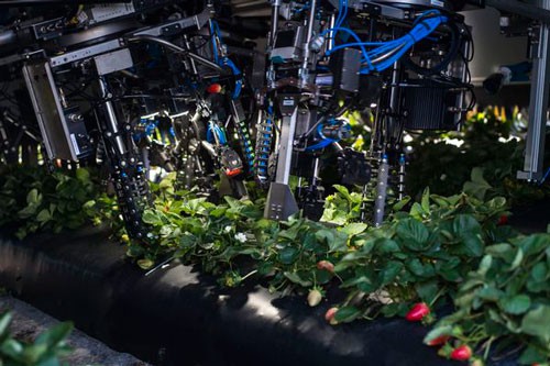 Robot triệu USD hái trái cây - Ảnh 1.