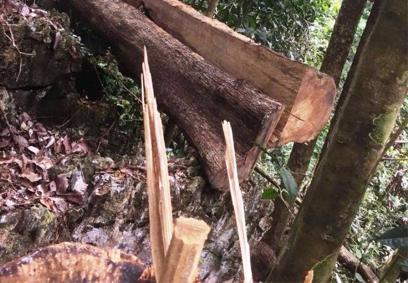 Cận cảnh phá rừng trong vùng lõi Khu bảo tồn thiên nhiên Ngọc Sơn - Ngổ Luông - Ảnh 3.