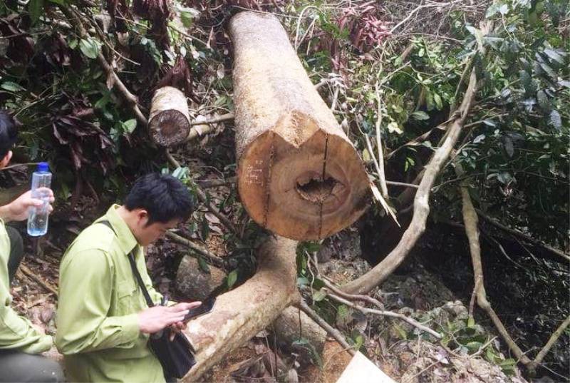 Cận cảnh phá rừng trong vùng lõi Khu bảo tồn thiên nhiên Ngọc Sơn - Ngổ Luông - Ảnh 10.