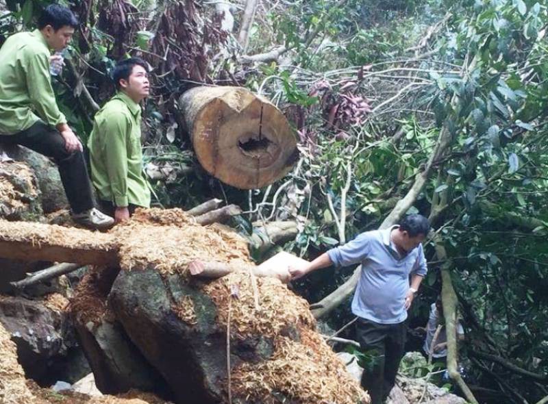 Cận cảnh phá rừng trong vùng lõi Khu bảo tồn thiên nhiên Ngọc Sơn - Ngổ Luông - Ảnh 8.