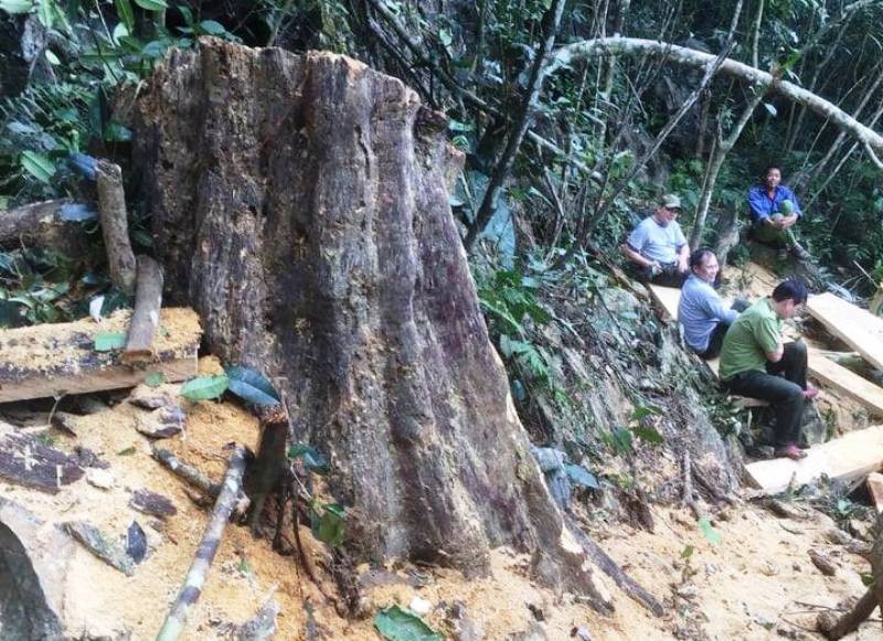 Cận cảnh phá rừng trong vùng lõi Khu bảo tồn thiên nhiên Ngọc Sơn - Ngổ Luông - Ảnh 2.