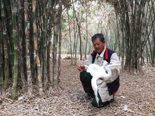 20 năm cưu mang chim trời - Ảnh 1.