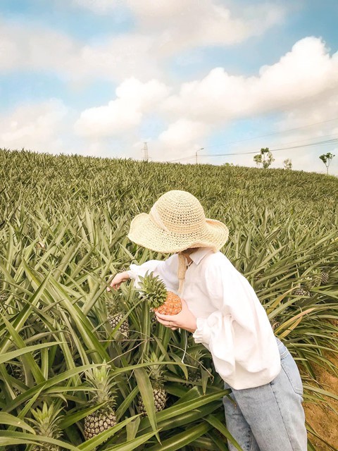 Đồi dứa Tam Điệp, địa điểm mới ở thánh địa sống ảo Ninh Bình - Ảnh 7.