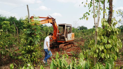 Người trồng tiêu, cà phê lỗ nặng vì bị... bẻ kèo - Ảnh 1.