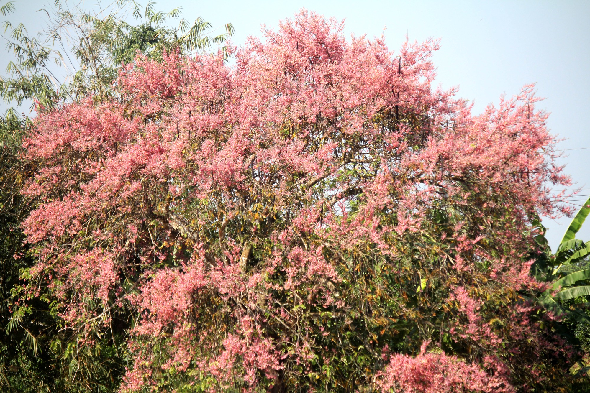 Hoa ô môi nhuộm hồng Cát Tiên đẹp đến nao lòng - Ảnh 3.