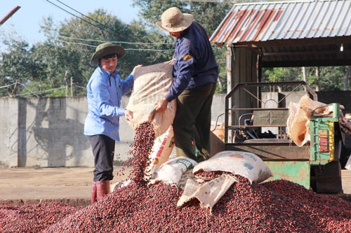 Nâng cao giá trị cà phê Việt - Ảnh 1.