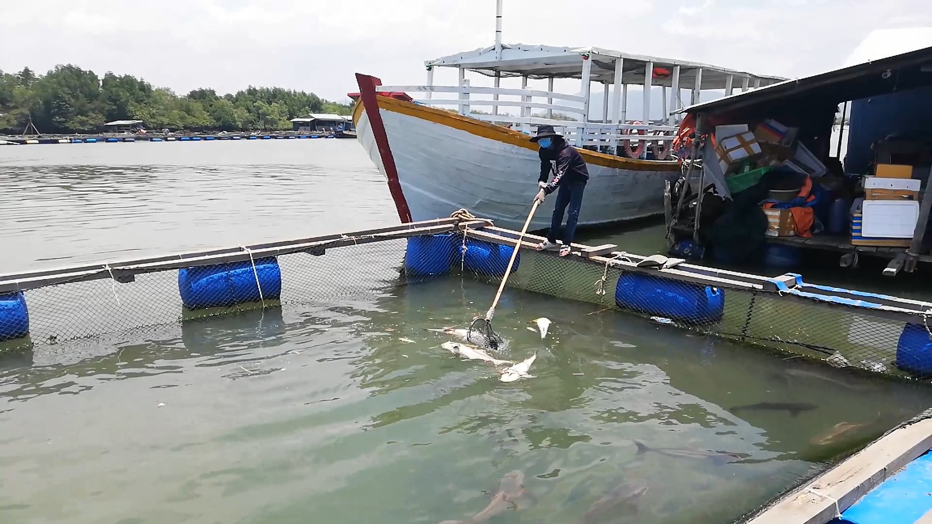 CLIP: Hàng chục tấn cá bớp loại 3-5kg/con phơi bụng ở TP Vũng Tàu - Ảnh 4.