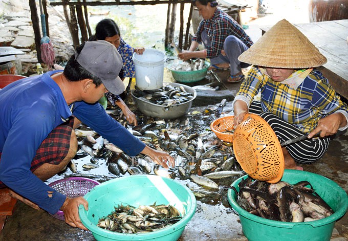 Ngợp với cảnh mỏi tay vớt cá dạt vào bờ ở Cà Mau, Bạc Liêu - Ảnh 12.