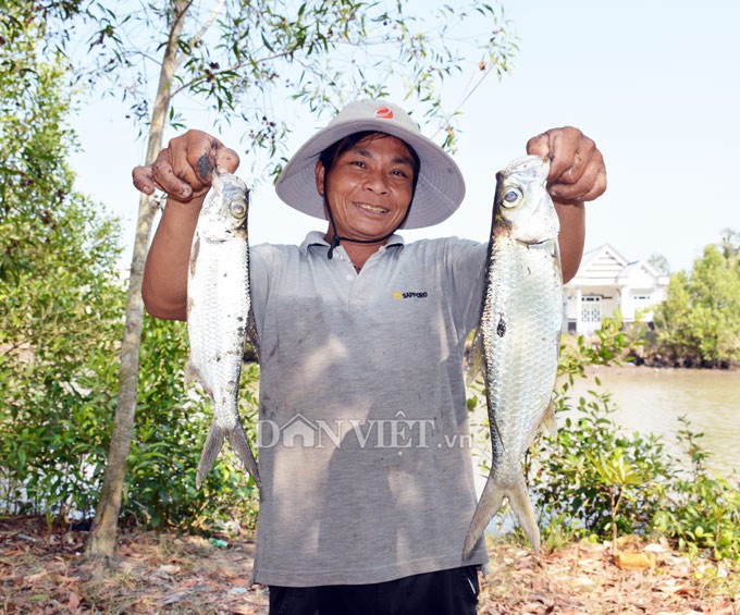 Ngợp với cảnh mỏi tay vớt cá dạt vào bờ ở Cà Mau, Bạc Liêu - Ảnh 6.