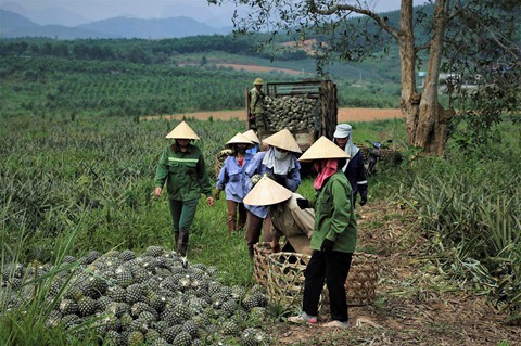 Dứa rớt giá thảm, dân cắn răng bán tháo mong gỡ vốn - Ảnh 13.