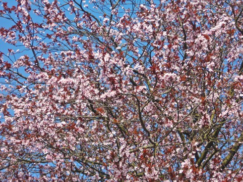 Chiêm ngưỡng vẻ đẹp hoa mùa xuân ở Bỉ - Ảnh 15.