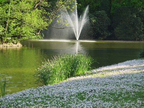 Chiêm ngưỡng vẻ đẹp hoa mùa xuân ở Bỉ - Ảnh 17.