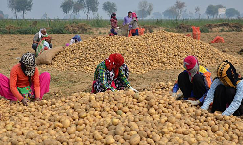 Pepsi kiện nông dân Ấn Độ vì trồng khoai có bản quyền - Ảnh 1.