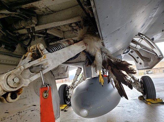 “Tia chớp” F-35 hỏng nặng vì bị chim đâm trúng - Ảnh 2.