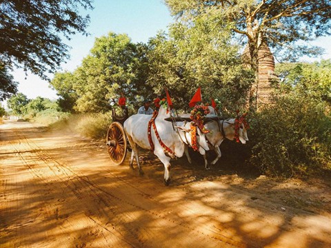 Tiếng vó ngựa len lỏi giữa những khu đền ở Myanmar - Ảnh 4.