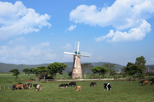 Đến năm 2020, Việt Nam có 405.000 con bò sữa - Ảnh 1.