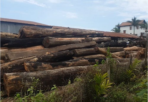 Nhiều kiểm lâm, bảo vệ rừng bảo kê trùm gỗ lậu Phượng râu - Ảnh 1.