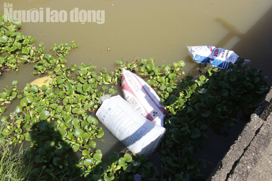Quảng Nam: Giữa mùa dịch, xác heo thối vứt đầy kênh - Ảnh 9.