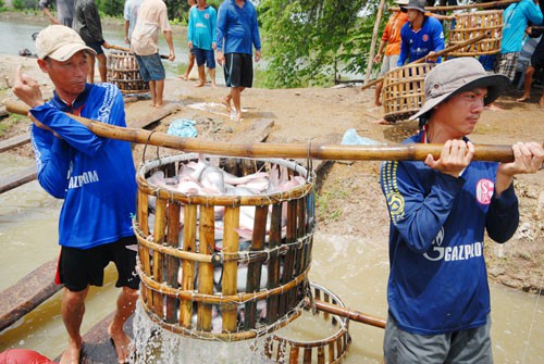 Bầm dập theo cá tra - Ảnh 1.