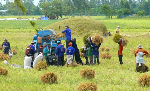 Nông dân được lợi nhiều nhờ liên kết - Ảnh 1.