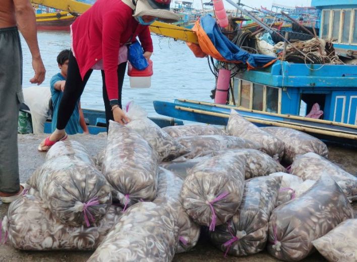 Bạch tuộc ắp ụ ở Vàm Láng, Gò Công Đông - Ảnh 4.