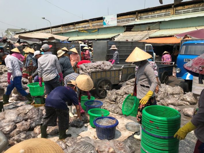 Bạch tuộc ắp ụ ở Vàm Láng, Gò Công Đông - Ảnh 1.