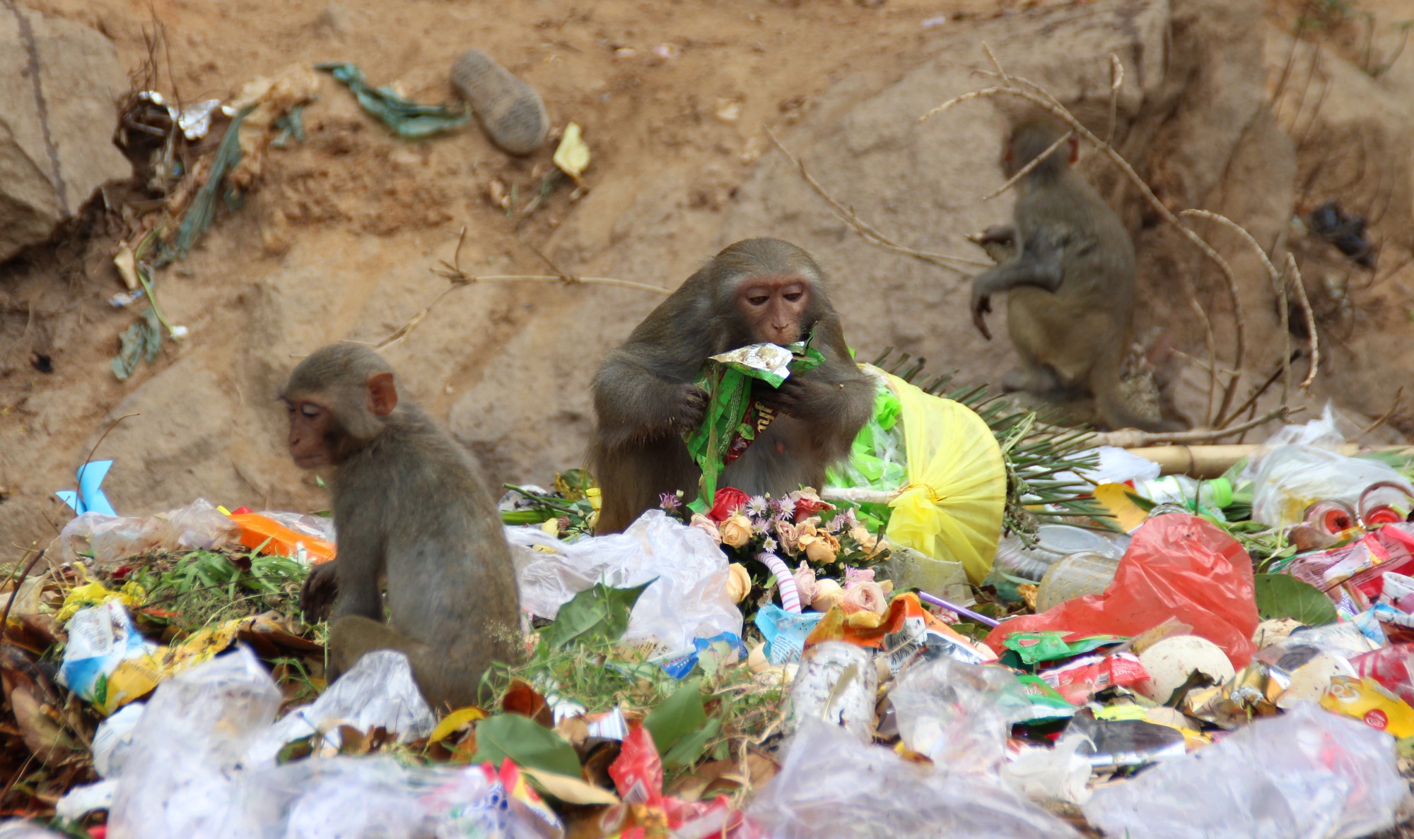 Chùm ảnh: Ngắm hành trình kiếm ăn của đàn khỉ xóm chùa trên núi Sơn Trà - Ảnh 4.