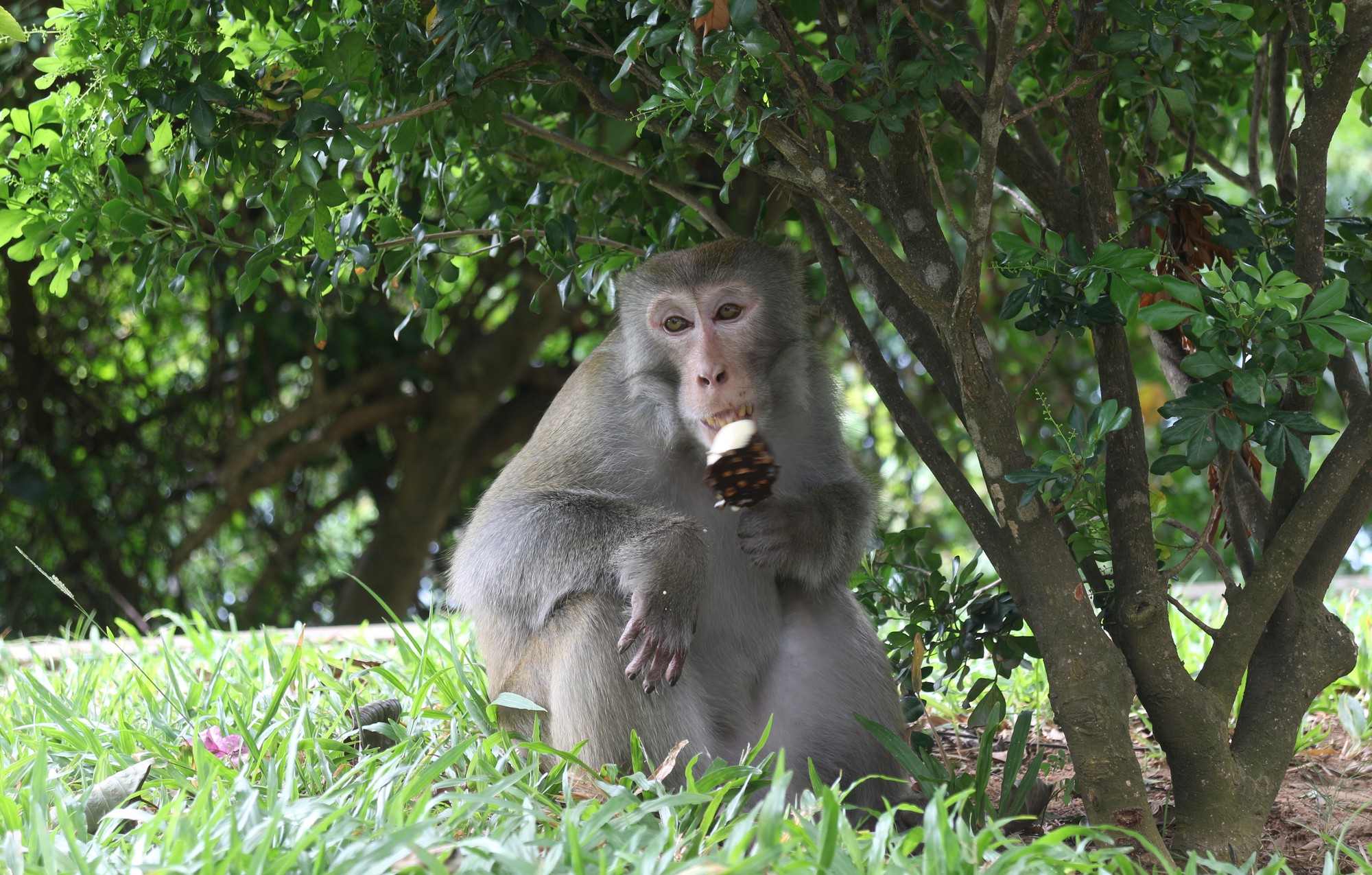 Chùm ảnh: Ngắm hành trình kiếm ăn của đàn khỉ xóm chùa trên núi Sơn Trà - Ảnh 5.