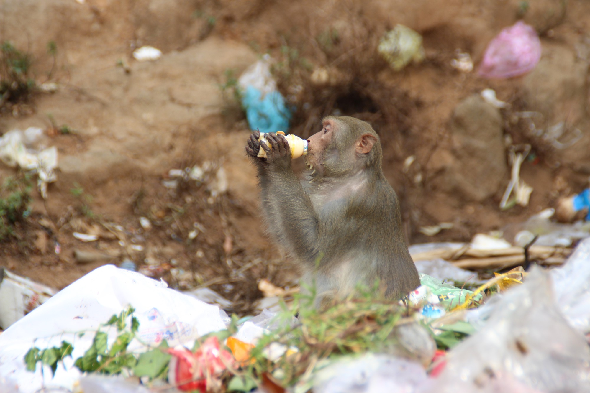 Chùm ảnh: Ngắm hành trình kiếm ăn của đàn khỉ xóm chùa trên núi Sơn Trà - Ảnh 6.