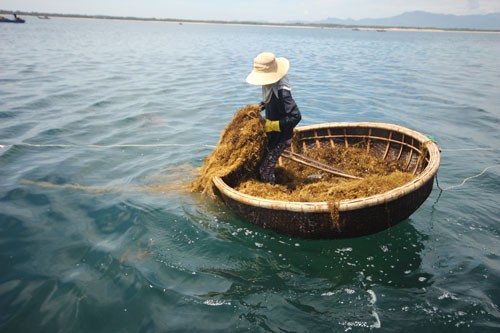 Khấm khá nhờ rong biển - Ảnh 1.