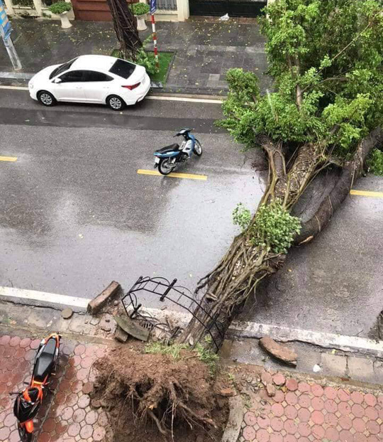 Hà Nội: Mưa rất to, cây cối đổ la liệt  do ảnh hưởng bão số 3 - Ảnh 3.