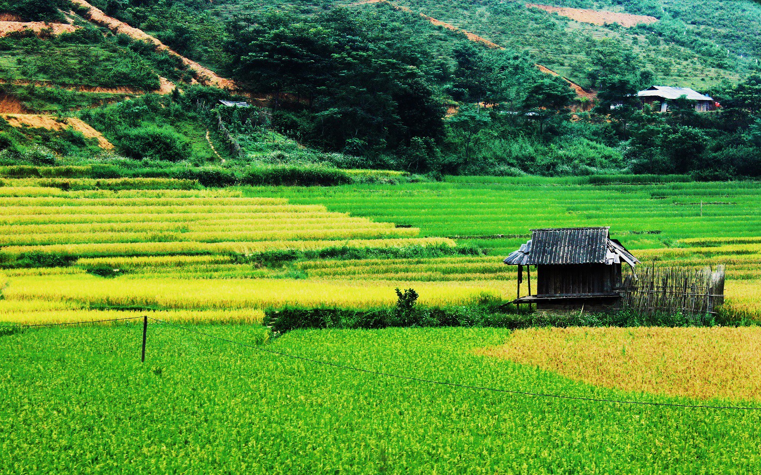 Lịch lúa chín Tây Bắc, Đông Bắc, lên kế hoạch săn ảnh ngay thôi! - Ảnh 15.