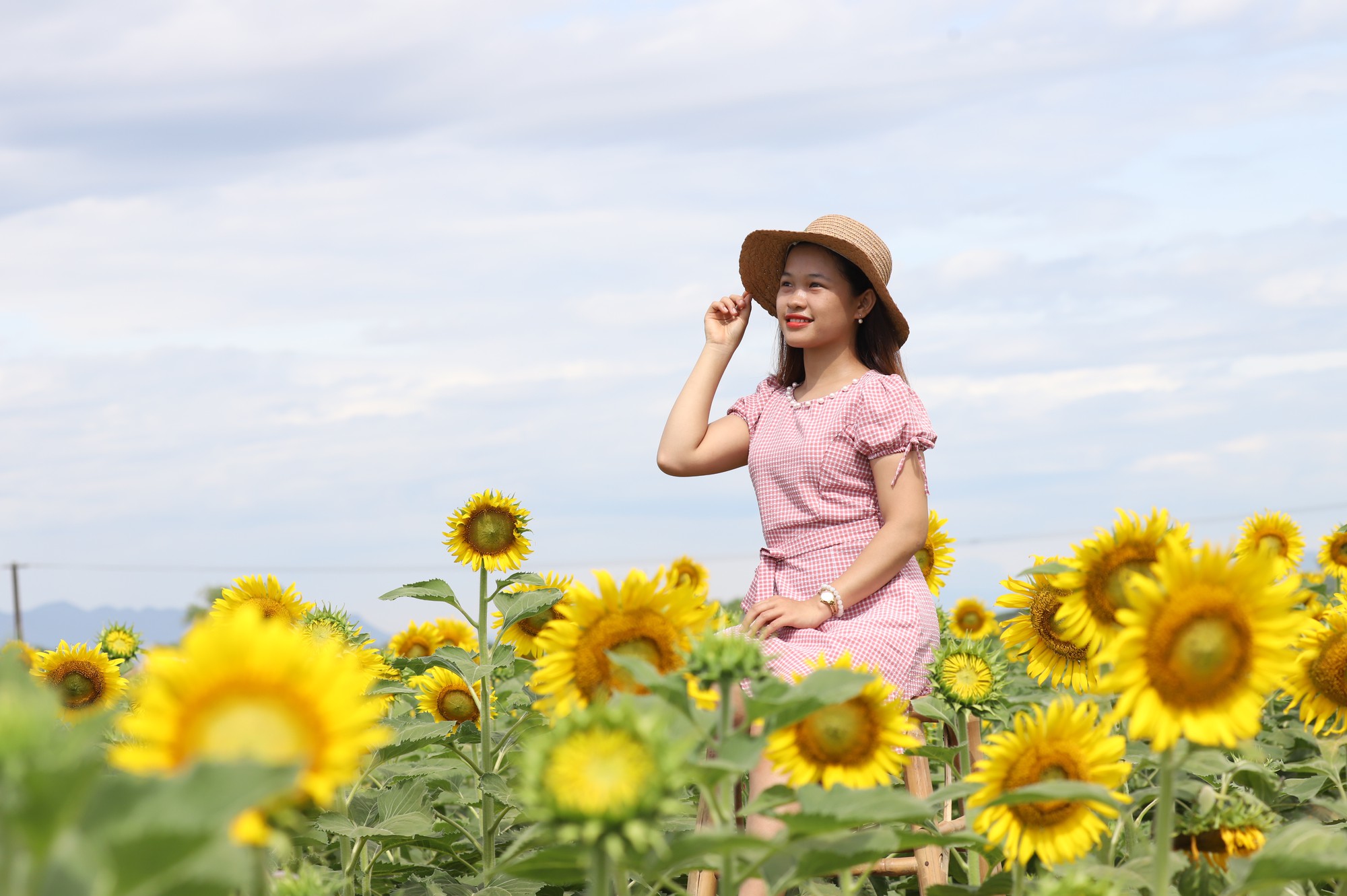 Phát sốt với vườn hoa hướng dương mới xuất hiện ở Quảng Nam - Ảnh 1.