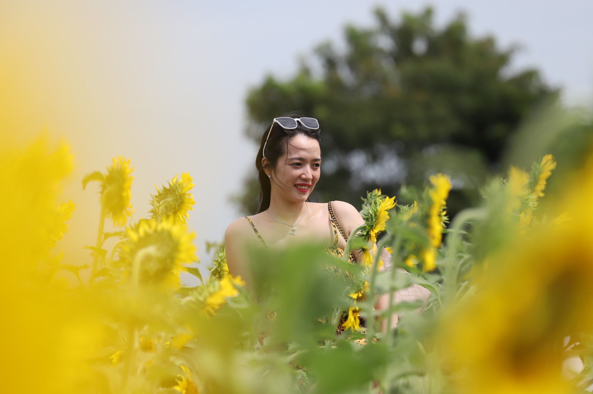 Phát sốt với vườn hoa hướng dương mới xuất hiện ở Quảng Nam - Ảnh 17.