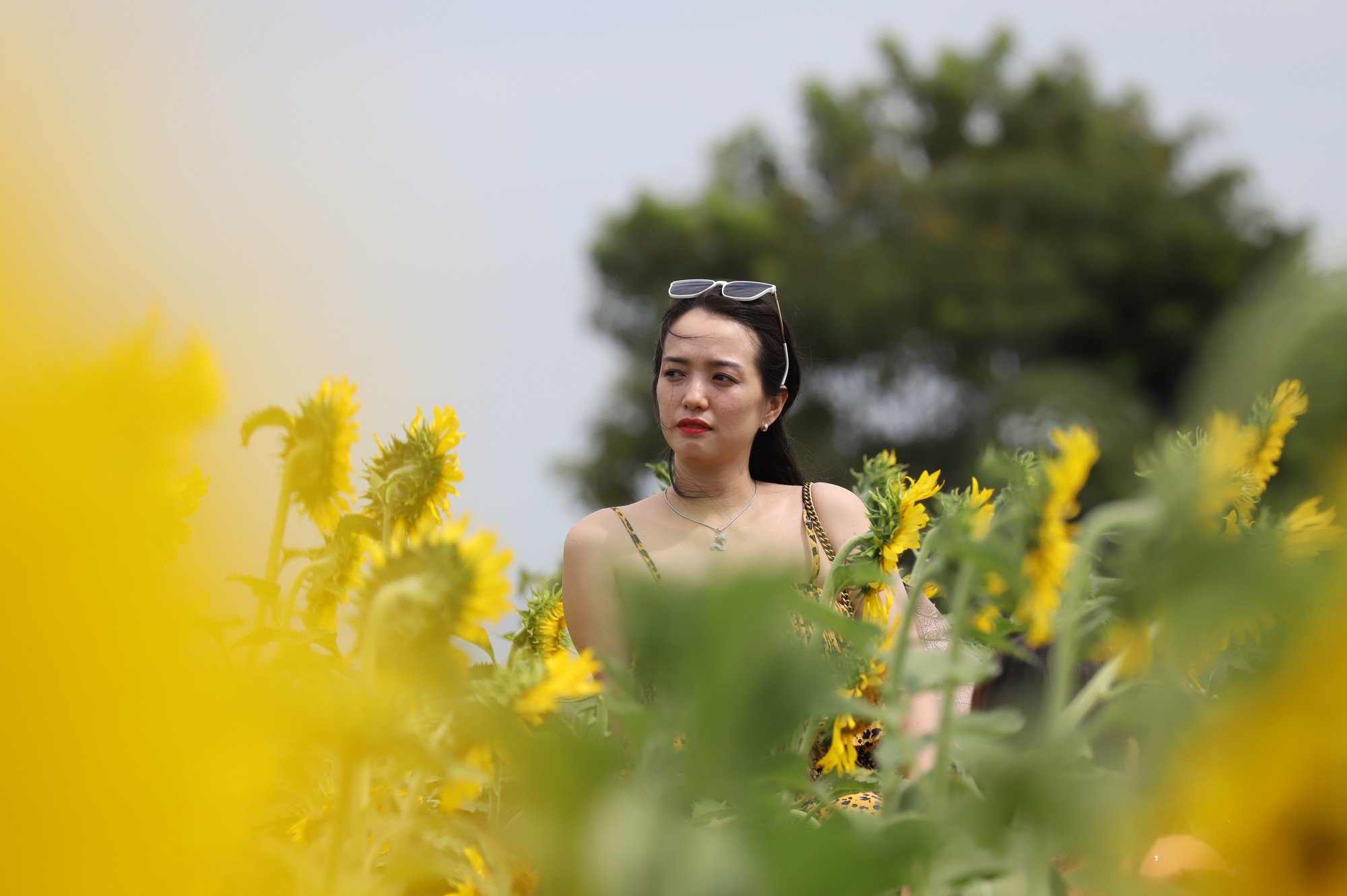 Phát sốt với vườn hoa hướng dương mới xuất hiện ở Quảng Nam - Ảnh 16.