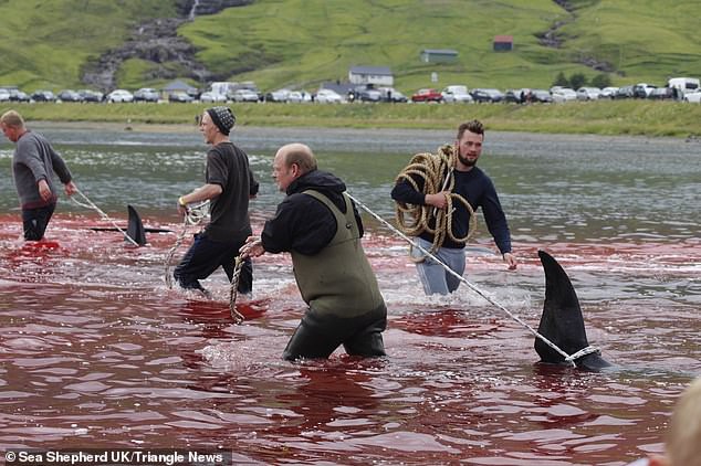 Hàng chục cá voi bị giết, máu nhuộm đỏ nước quần đảo Faroe - Ảnh 6.