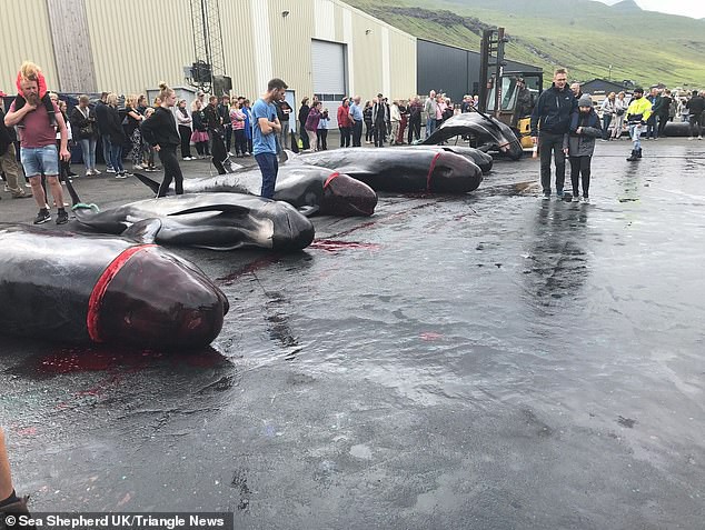 Hàng chục cá voi bị giết, máu nhuộm đỏ nước quần đảo Faroe - Ảnh 4.