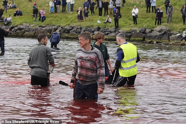 Hàng chục cá voi bị giết, máu nhuộm đỏ nước quần đảo Faroe - Ảnh 5.