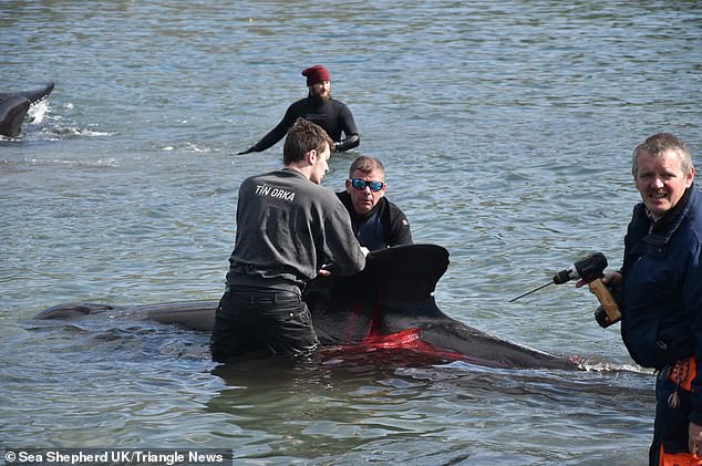 Hàng chục cá voi bị giết, máu nhuộm đỏ nước quần đảo Faroe - Ảnh 7.