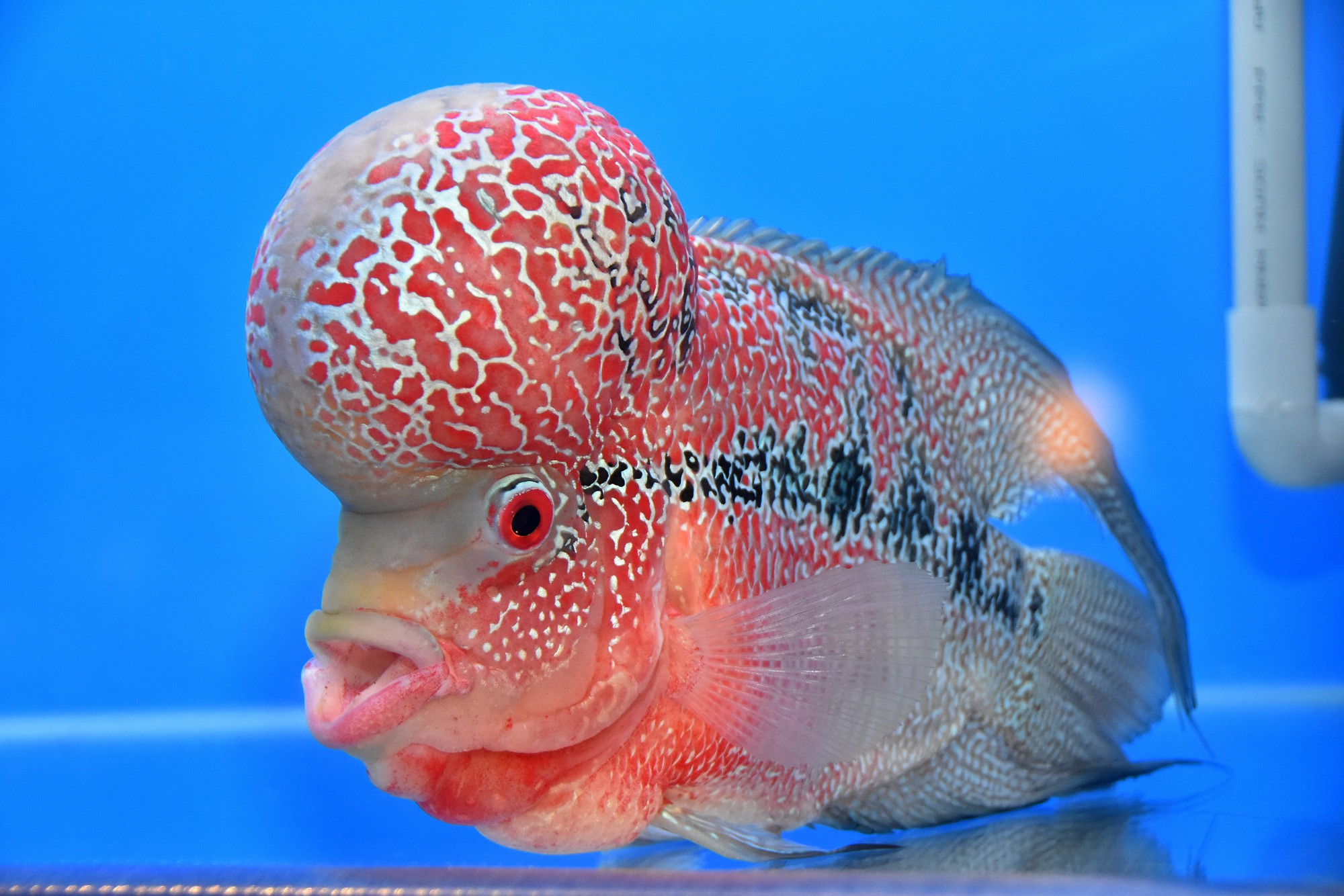Cả trăm loài cá cảnh đủ sắc màu hút hồn dân chơi thủy sinh ở TP HCM - Ảnh 9.