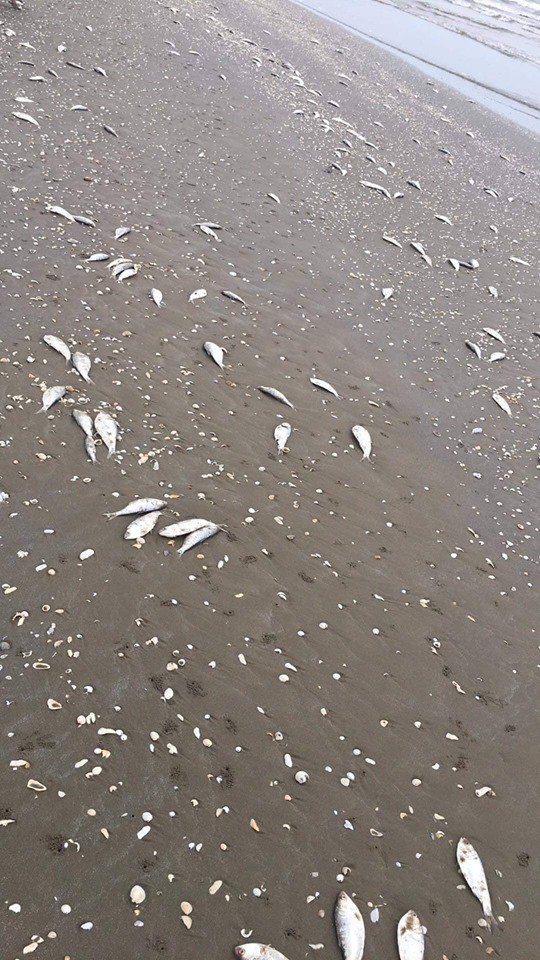 Hàng tấn cá chết trôi dạt kéo dài 4 km dọc bờ biển Hà Tĩnh - Ảnh 2.