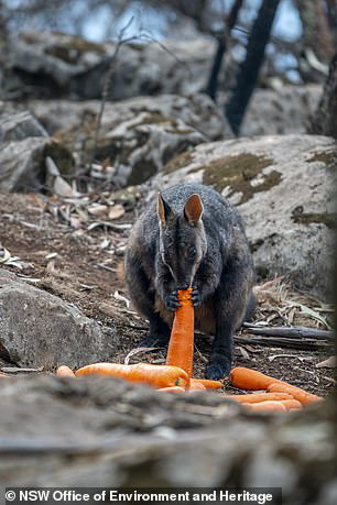 Úc: Mưa cà rốt và khoai lang cứu đói động vật bị cháy rừng - Ảnh 5.