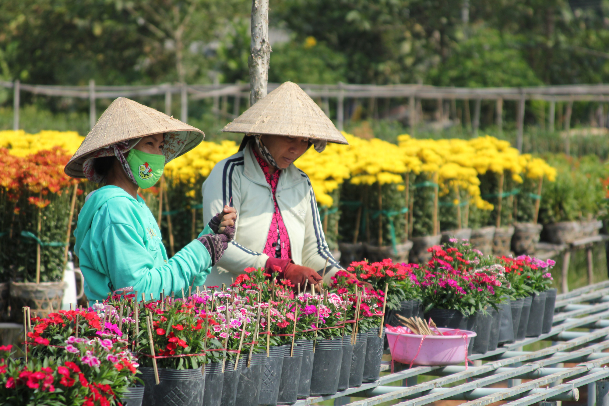 Nhiều chủng loại hoa mới, lạ ở Sa Đéc tấp nập lên phố - Ảnh 6.