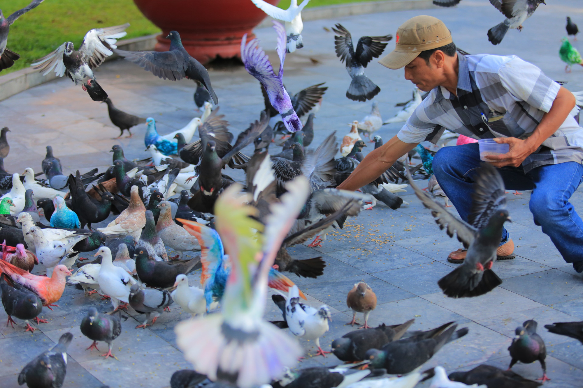 Gần 1.000 chim bồ câu nhuộm màu ở Nhà thờ Đức Bà - Ảnh 10.
